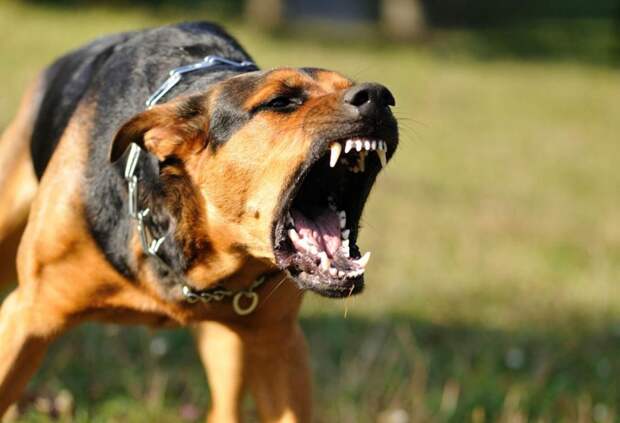 Выяснилось, с чем связано агрессивное поведение собак