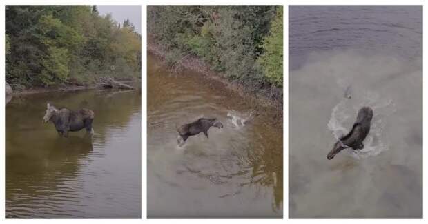 Канадцу удалось заснять впечатляющую водную схватку волка и лося видео, волк, животные, канада, лось, онтарио, схватка