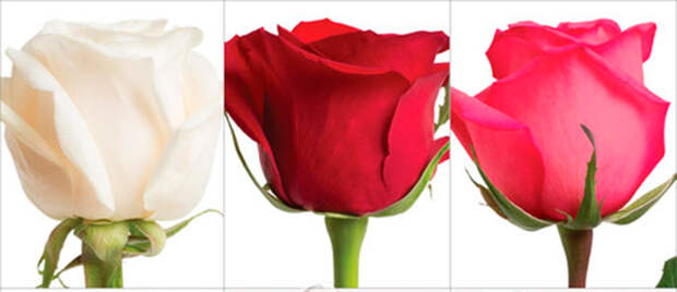 Розы на 14 февраля - белые, красные, розовые