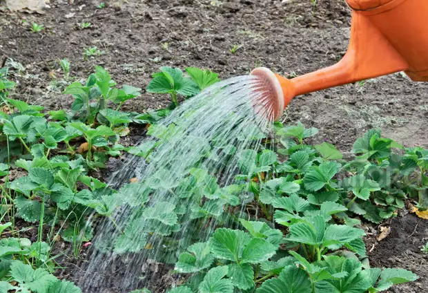 Фото из открытого источника Яндекс. Без рекламных целей, в качестве примера