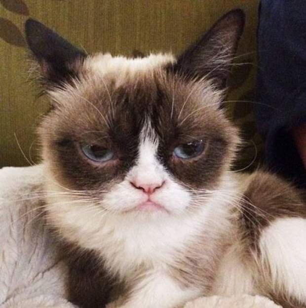 Grumpy Cat за 2 года обогатила свою хозяйку на 100 миллионов долларов (20 фото)