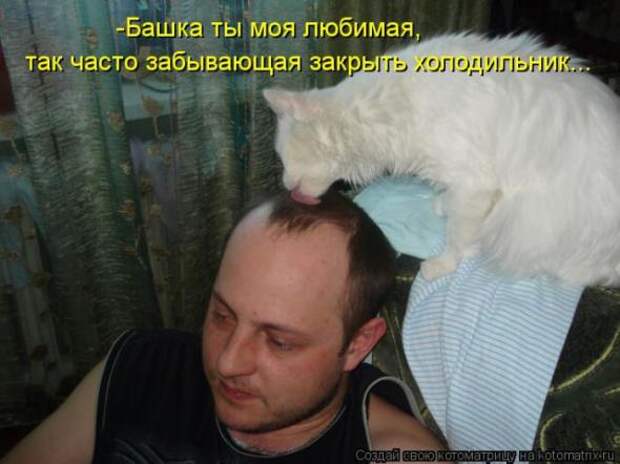Котоматрицы(картинки с надписями)