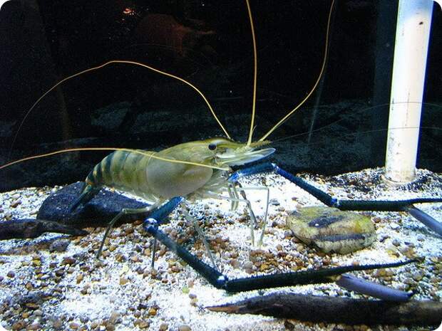 Гигантская пресноводная креветка (лат. Macrobrachium rosenbergii)