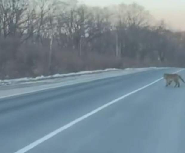 Тигры перекрыли дорогу в Хасанском округе Приморья