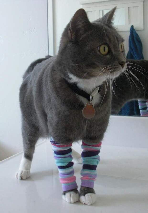 стильные кошки, кошки в модной одежде, модные коты