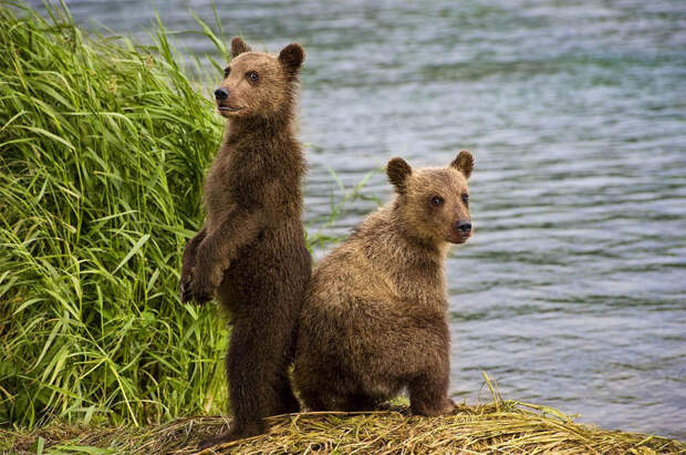 Невероятные фотографии медведей 16