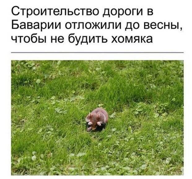 Подборка смешных картинок и веселых фотографий для улыбки (10 фото)
