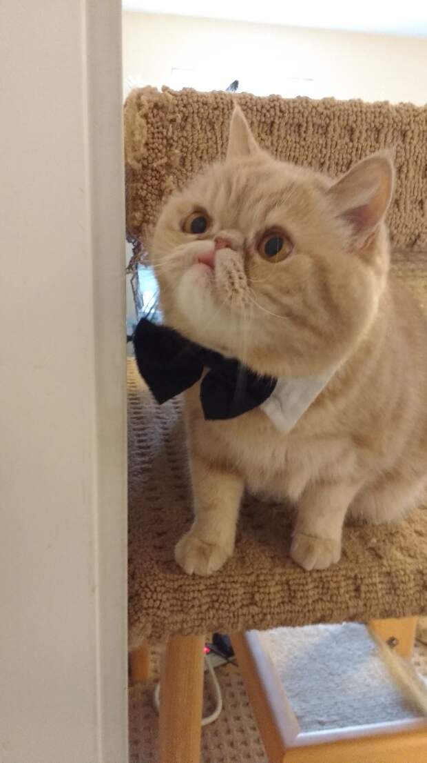 Без кота и жизнь не та