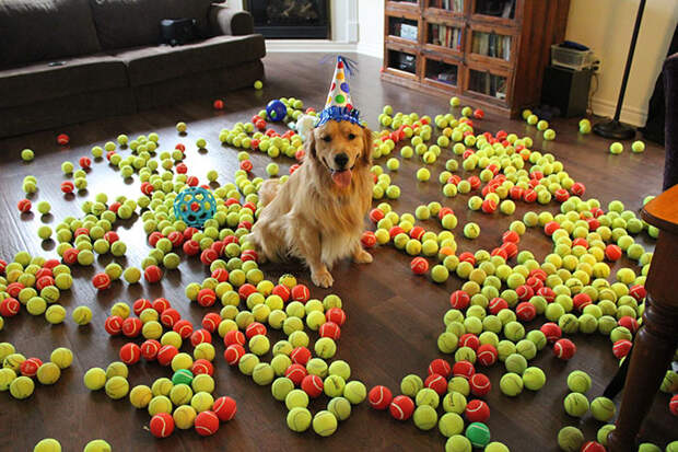 pets-that-have-better-birthday-parties-than-you-45-570e06843b9bf__700