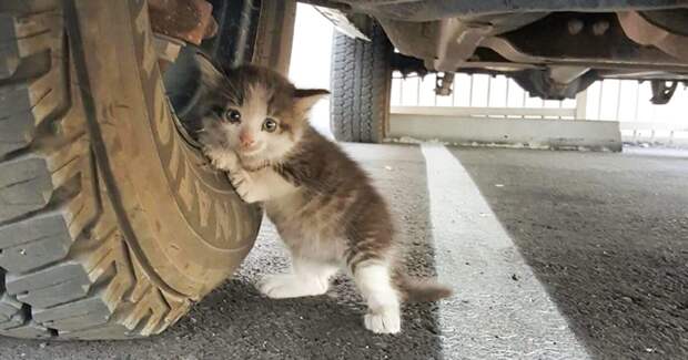 Мужчина увидел под грузовиком котенка и не смог пройти мимо  котенок, спасение