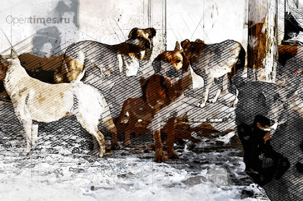 Орловцы жалуются на спящих в подъезде жилого дома бродячих собак