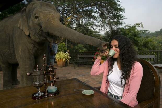 samidorogoykofe 22 800x533 Самый дорогой кофе в мире и его слоны производители