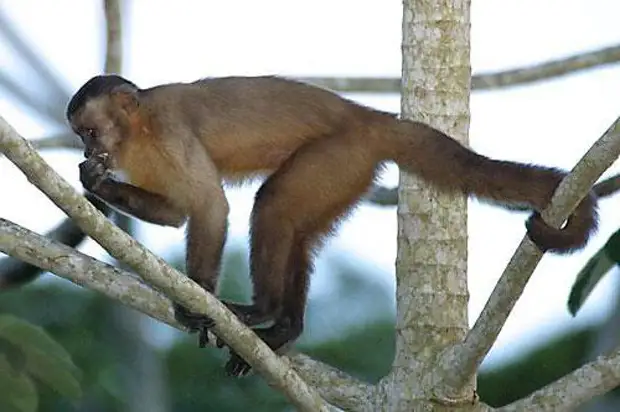 Маленькая обезьянка капуцин. Обезьяна капуцин. Лимпопо капуцины. Белоплечий капуцин. Бурый капуцин детеныш.