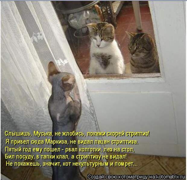 Забавные котоматрицы