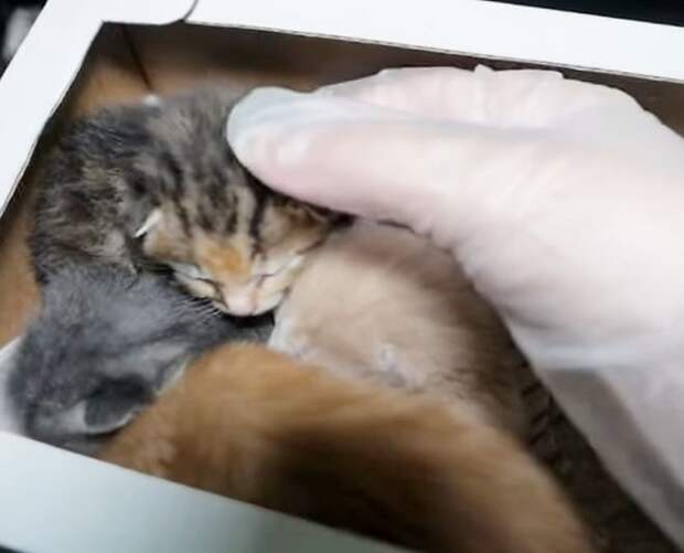 Малюсенькие котята даже не успели открыть глазки, а уже  лишились мамы