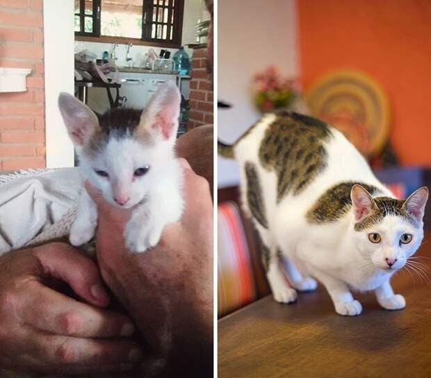 Добрые снимки животных, которых спасли с улицы