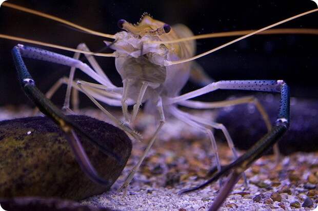 Гигантская пресноводная креветка (лат. Macrobrachium rosenbergii)