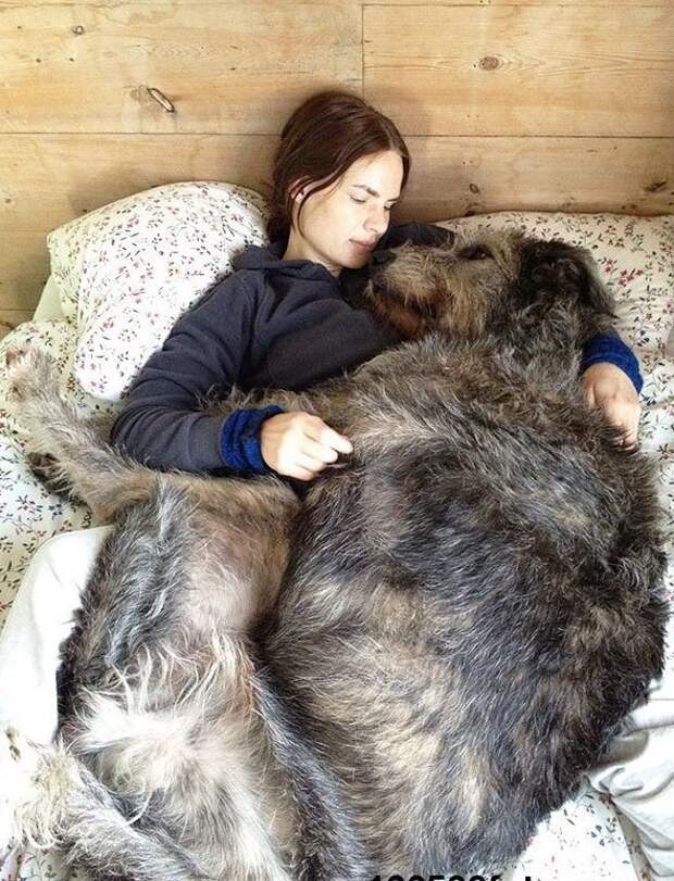 Ирландский волкодав - комнатная собачка гиганты, красота, молоссы, огромные, собаки
