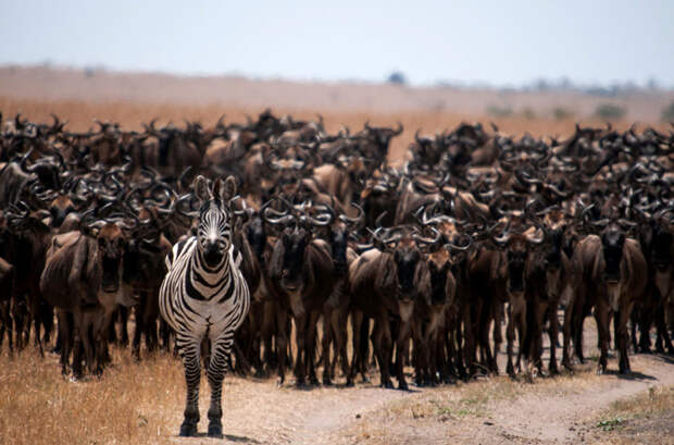 Антилопы гну выступают движущим звеном миграции — в численности более 1,5 млн особей в мире, животные, животный мир, жизнь, интересное, мигрант, мигранты, подборка