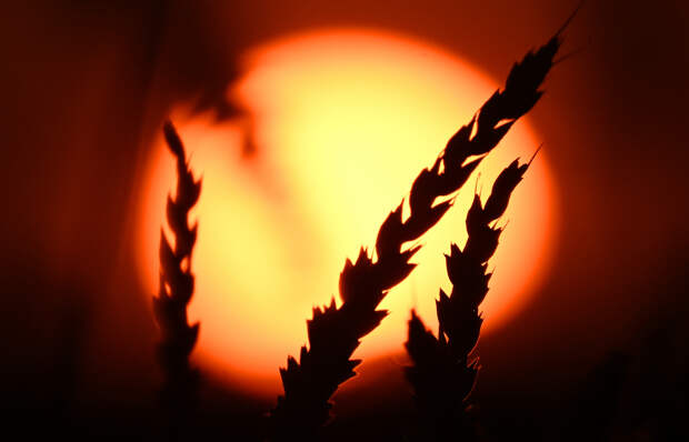 России спрогнозировали рост вывоза ключевой агрокультуры