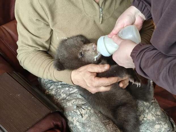 В Вытегорском округе спасают 2 медвежат!