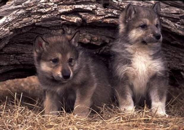 Интересный факт о волках. Волк и волчица