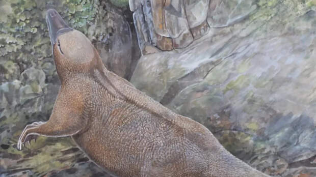 PNAS: общий предок ехидны и утконоса вел водный образ жизни