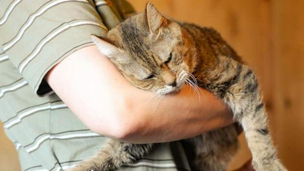 Столичные НКО поддерживают будущих хозяев питомцев из приюта