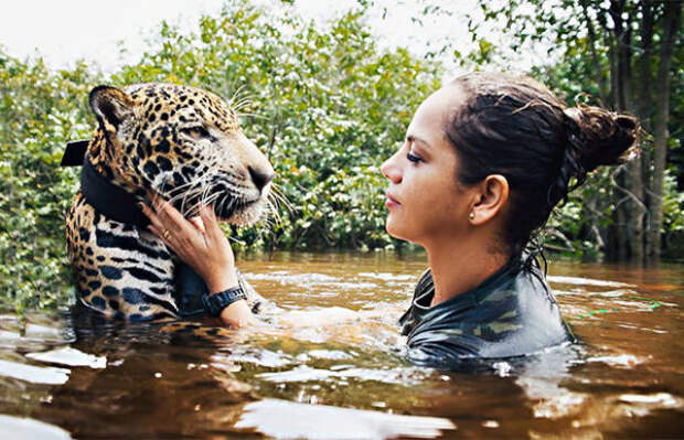 Спасённый ягуар вырос ручным, как домашний кот