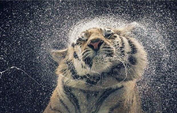 12. Фото из серии «Больше чем человек» (Tim Flach)