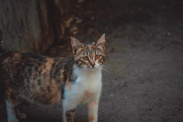 Котики всех стран, объединяйтесь! братья наши меньшие, город, дворовые кошки, кот, улица, уличные кошки, эстетика