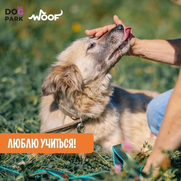 На осеннем WOOF фестивале пройдет встреча с кинологами Петербурга