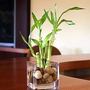Комнатные растения, которые растут без почвы