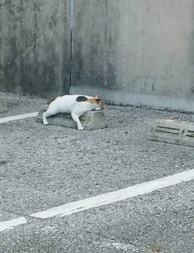 Коты, которые очень устали и крепко спят