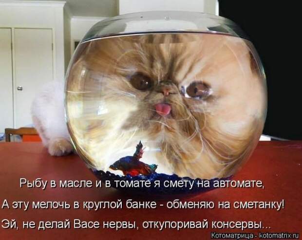 Забавные животные (50 фото)