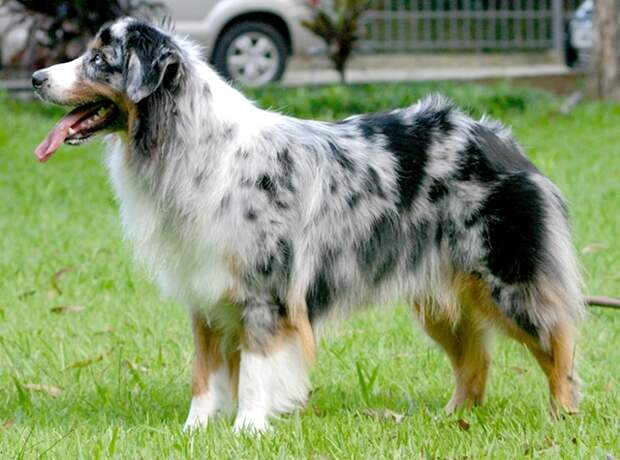 Australianshep