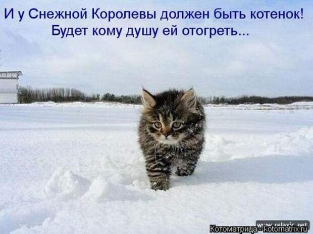 Котоматрицы (картинки с подписями)