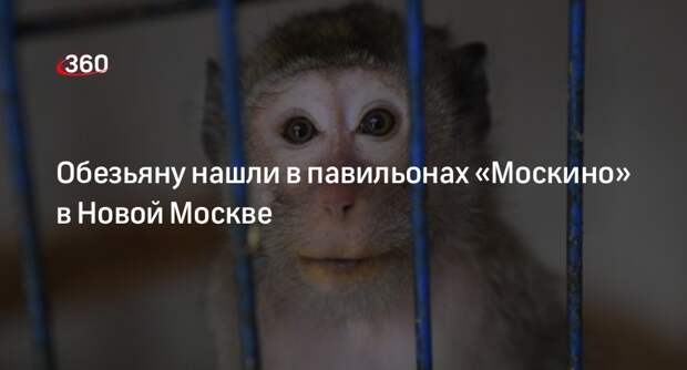 Обезьяну нашли в павильонах «Москино» в Новой Москве