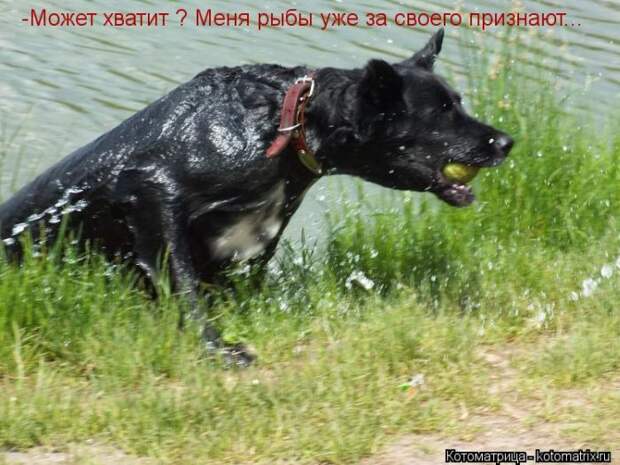 Лучшие котоматрицы недели (50 фото) Лучшие котоматрицы недели (50 фото)