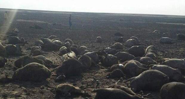 Казахстан: Разряд молнии сжег чабана и 1500 овец
