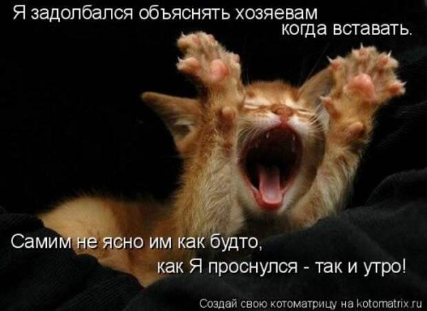 Новая котоматрица для позитива (35 фото)