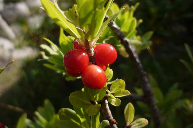 Жителям Подмосковья рассказали об одной опасности в лесу