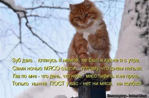 Лучшая котоматрица недели