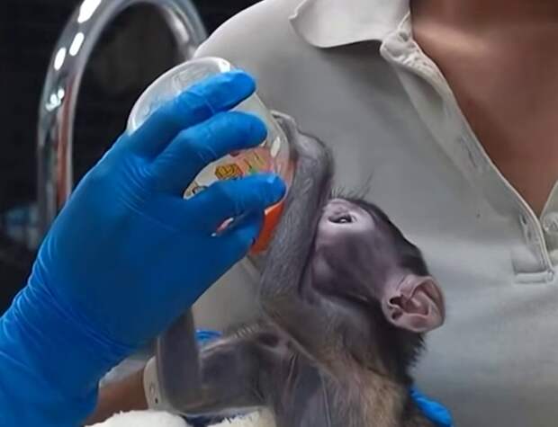 El Universal: игрушка заменила детенышу обезьяны маму в мексиканском зоопарке