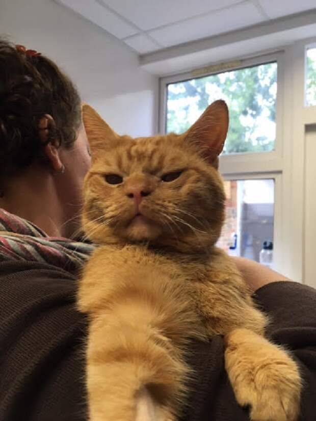 Кот жмурится Котик на руках