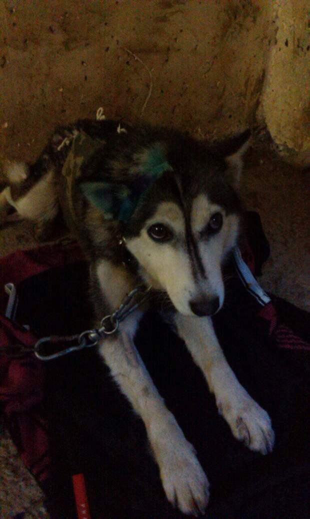 Замерзшая хаски 3 дня пролежала под балконом без движения Замерзшая хаски 3 дня пролежала под балконом без движения балкон, история, собака, хаски