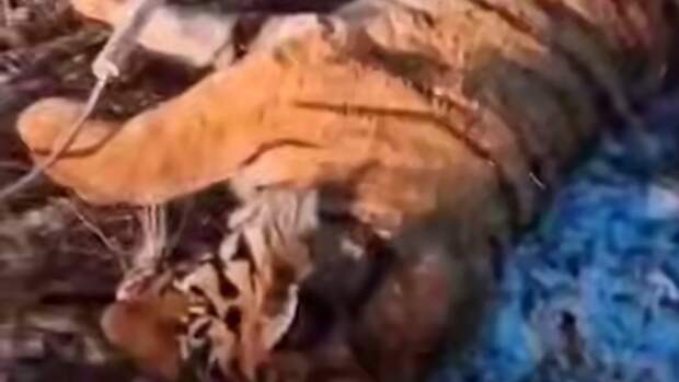 В Приморье возле села Барабаш отловили упитанного амурского тигра. Видео