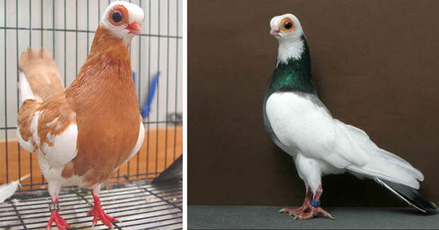 Будапештский короткоклювый турман – жутковатый голубь, мопс птичьего мира