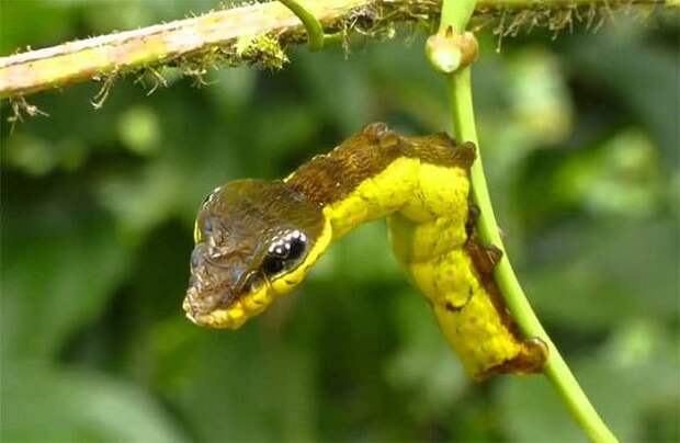 Змеиная голова Caterpillar
