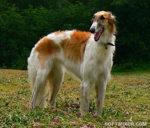 borzoi